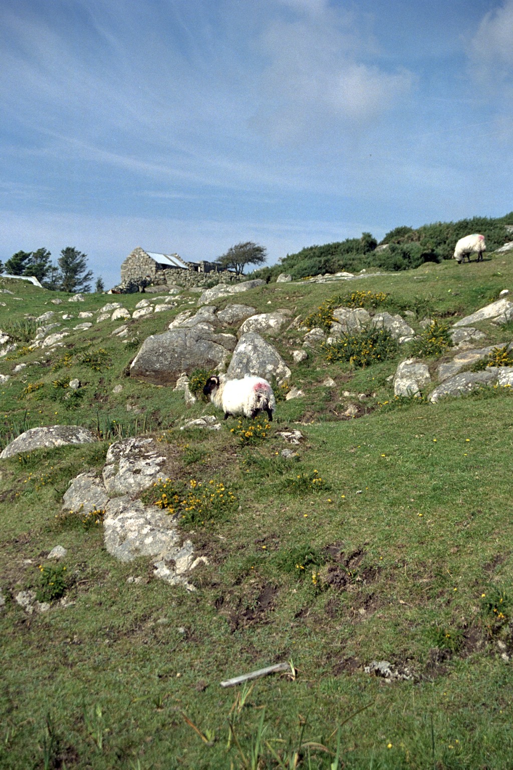 Connemara landslag, Írland