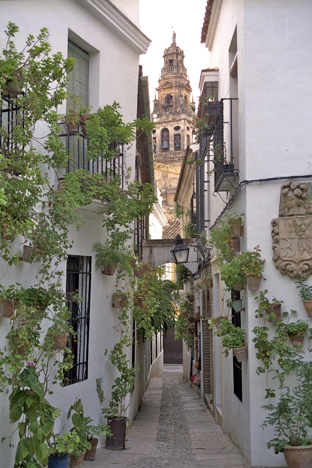 Flores, Córdoba