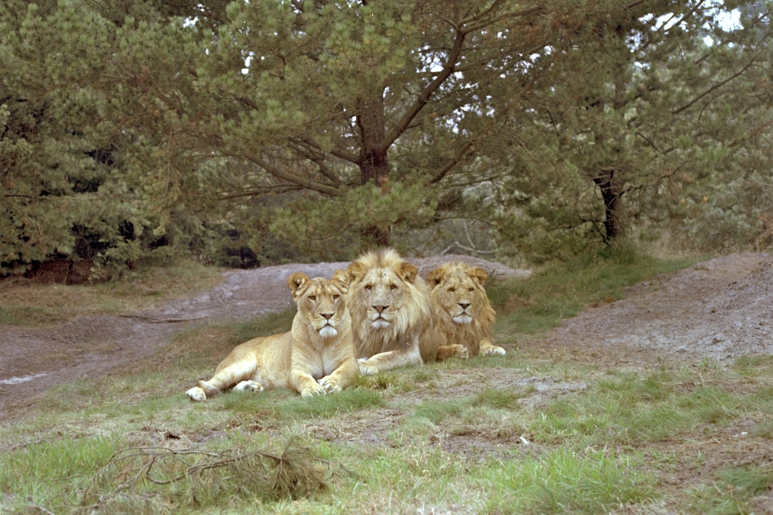 Givskud dyrepark, Jylland